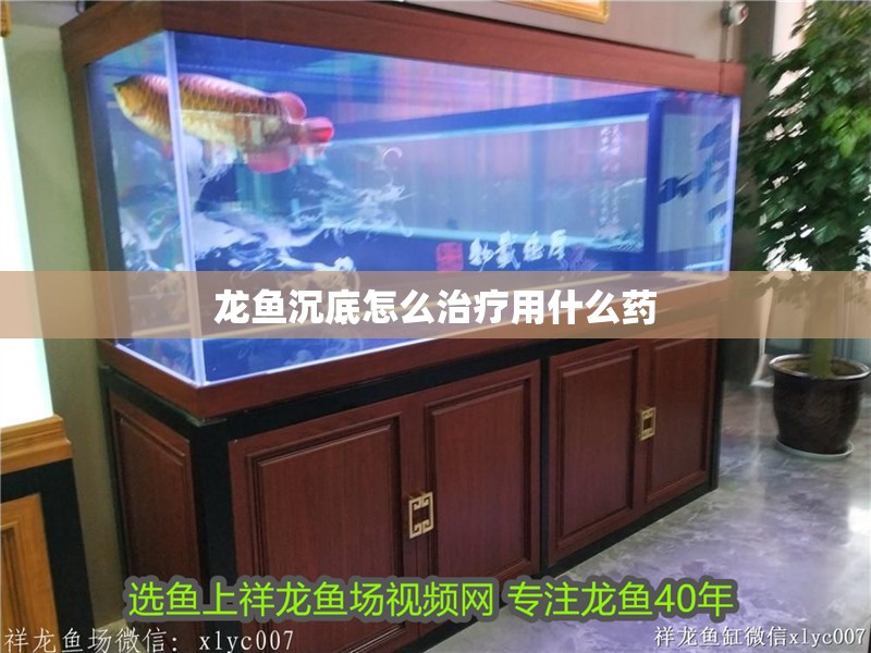龍魚沉底怎么治療用什么藥