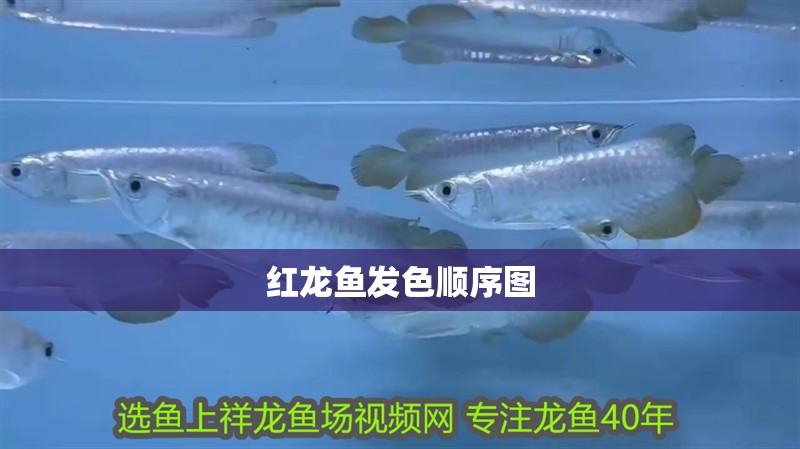 紅龍魚發色順序圖