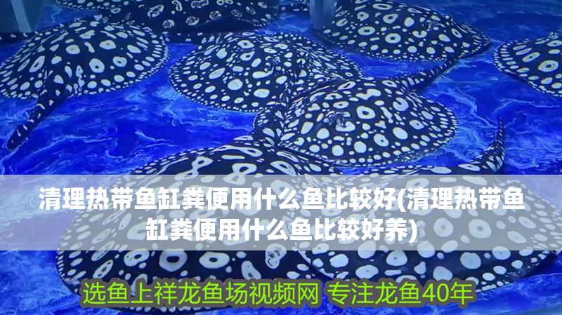 清理熱帶魚缸糞便用什么魚比較好(清理熱帶魚缸糞便用什么魚比較好養(yǎng))
