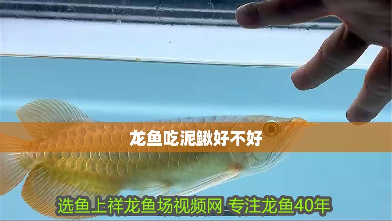 龍魚吃泥鰍好不好