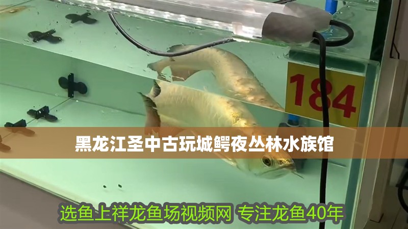 黑龍江圣中古玩城鱷夜叢林水族館