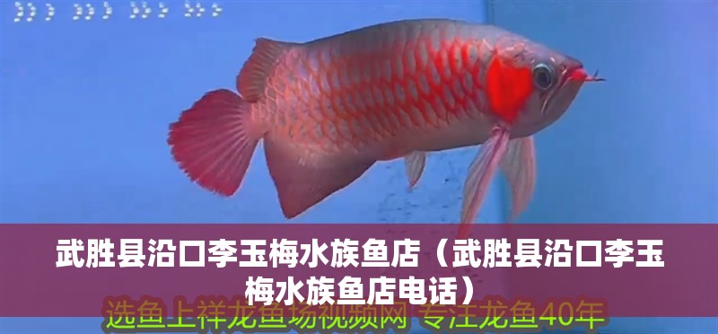 武勝縣沿口李玉梅水族魚店（武勝縣沿口李玉梅水族魚店電話）