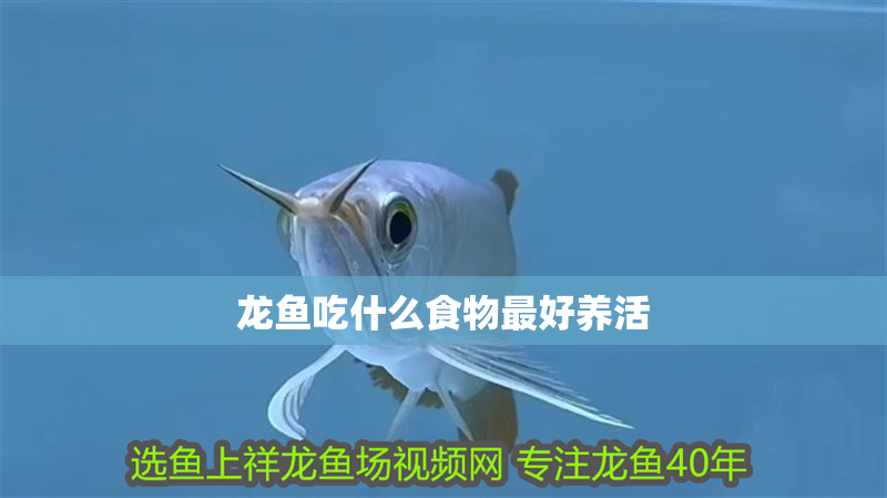 龍魚吃什么食物最好養(yǎng)活