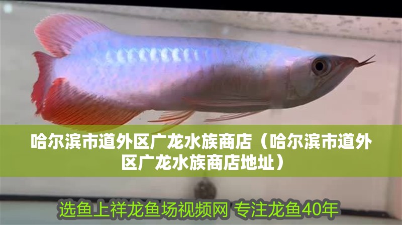哈爾濱市道外區廣龍水族商店（哈爾濱市道外區廣龍水族商店地址）