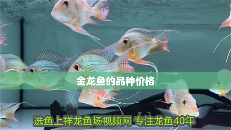 金龍魚的品種價格 金龍魚的品種價格 龍魚百科 第2張