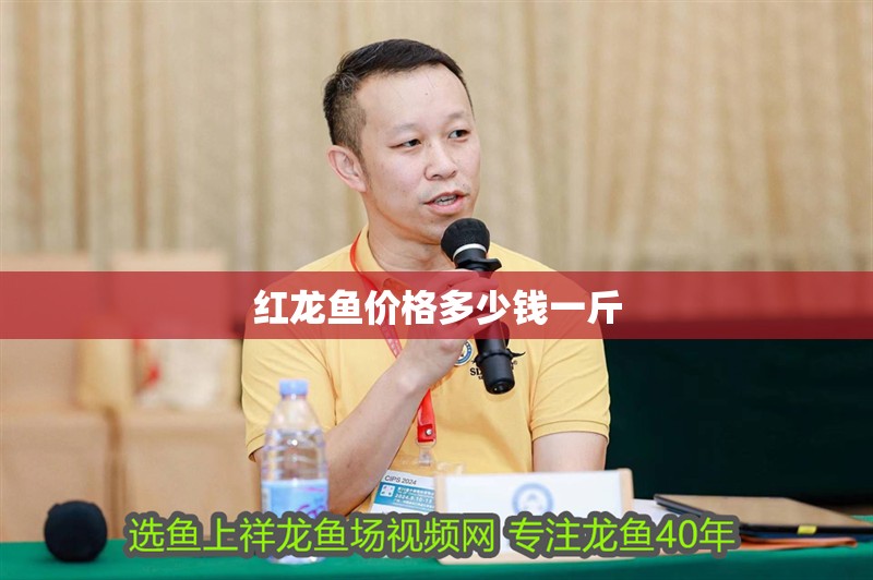 紅龍魚價格多少錢一斤