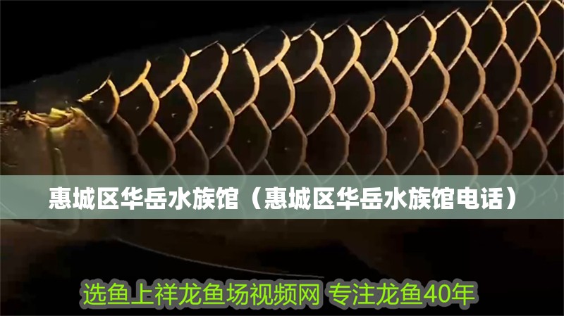 惠城區華岳水族館（惠城區華岳水族館電話）