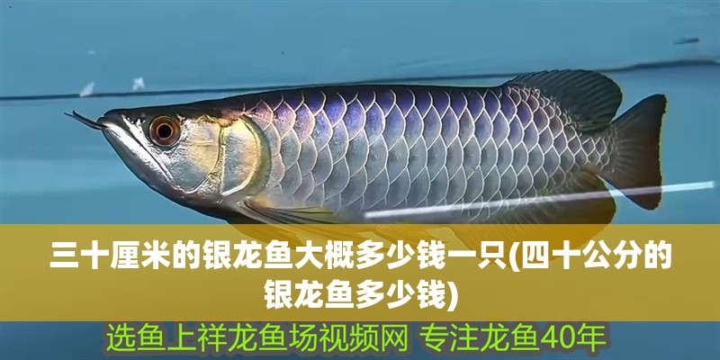 三十厘米的銀龍魚大概多少錢一只(四十公分的銀龍魚多少錢)