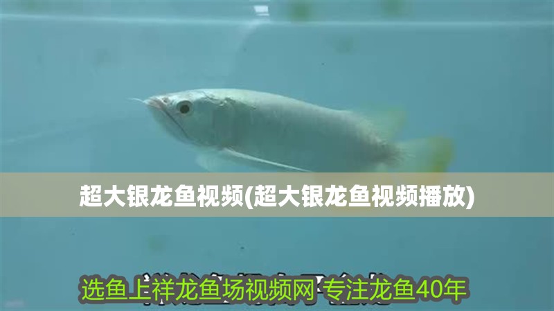 超大銀龍魚視頻(超大銀龍魚視頻播放)