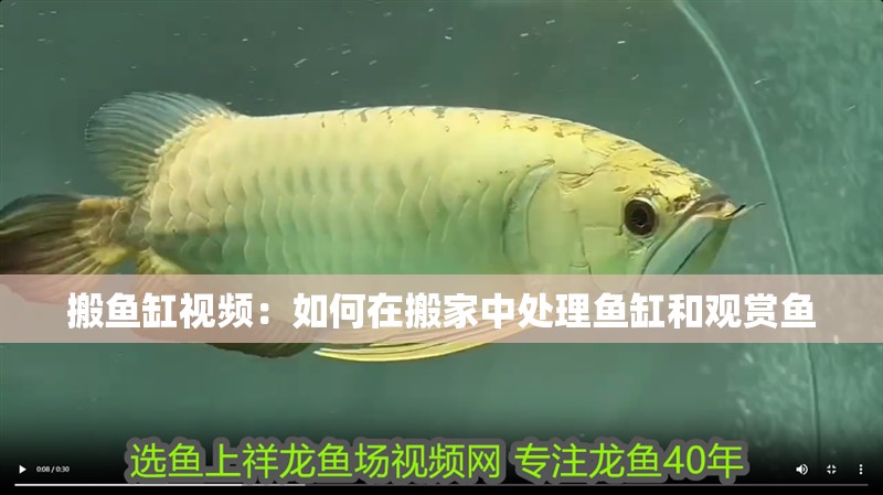 搬魚缸視頻：如何在搬家中處理魚缸和觀賞魚