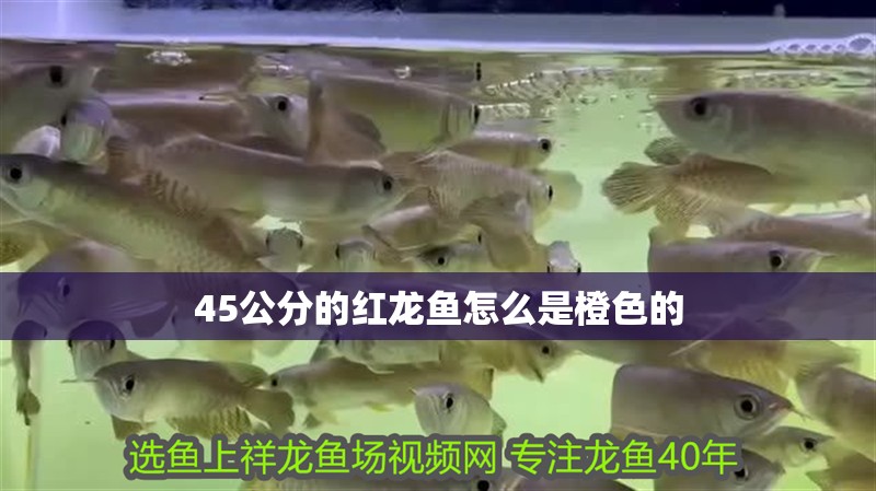 45公分的紅龍魚怎么是橙色的