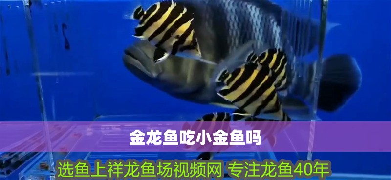 金龍魚(yú)吃小金魚(yú)嗎