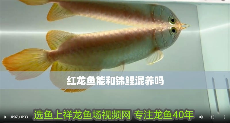 紅龍魚能和錦鯉混養(yǎng)嗎