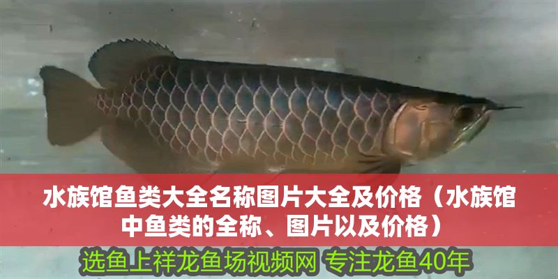 水族館魚類大全名稱圖片大全及價格（水族館中魚類的全稱、圖片以及價格）