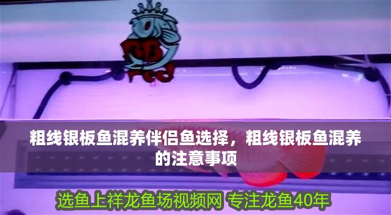 粗線銀板魚混養伴侶魚選擇，粗線銀板魚混養的注意事項