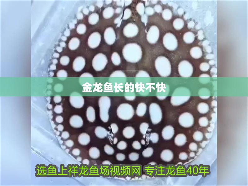 金龍魚(yú)長(zhǎng)的快不快