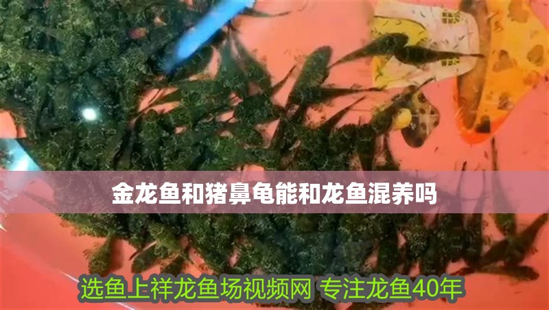 金龍魚和豬鼻龜能和龍魚混養嗎