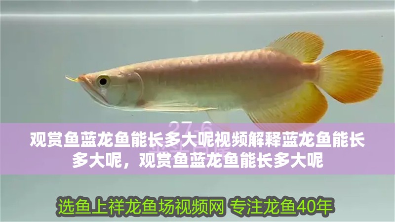 觀賞魚藍龍魚能長多大呢視頻解釋藍龍魚能長多大呢，觀賞魚藍龍魚能長多大呢