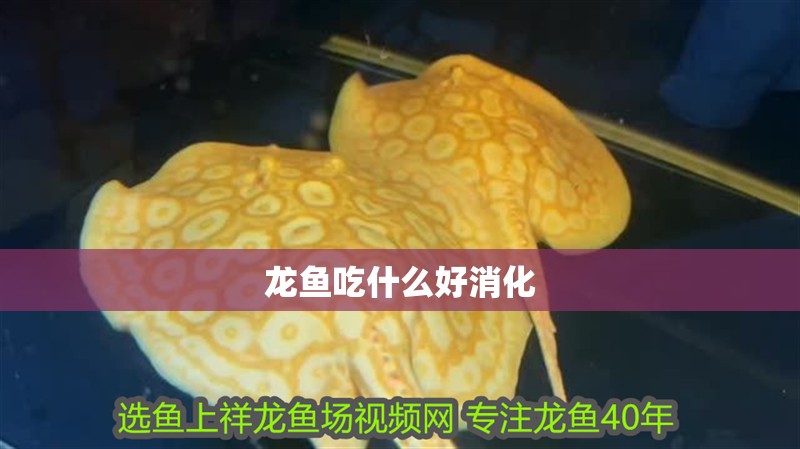 龍魚吃什么好消化