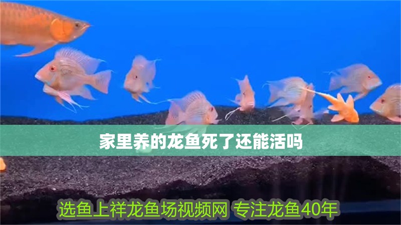 家里養的龍魚死了還能活嗎