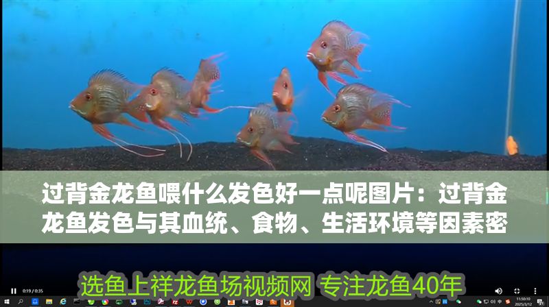 過背金龍魚喂什么發色好一點呢圖片：過背金龍魚發色與其血統、食物、生活環境等因素密切相關