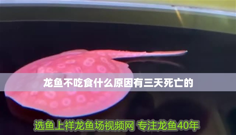 龍魚不吃食什么原因有三天死亡的