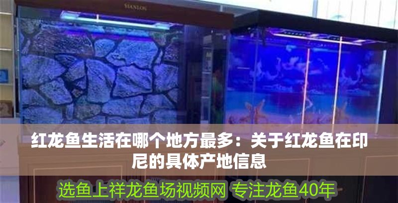 紅龍魚生活在哪個地方最多：關于紅龍魚在印尼的具體產地信息