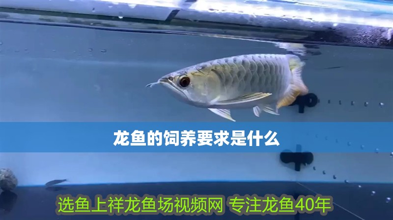 龍魚的飼養要求是什么