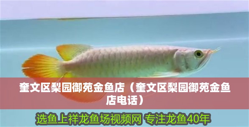 奎文區(qū)梨園御苑金魚(yú)店（奎文區(qū)梨園御苑金魚(yú)店電話）