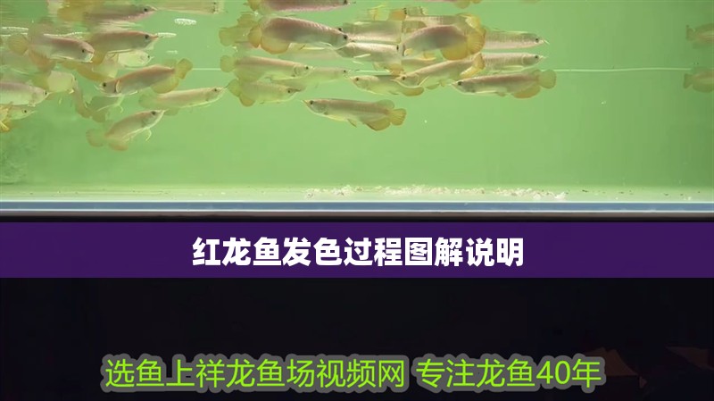 紅龍魚發色過程圖解說明