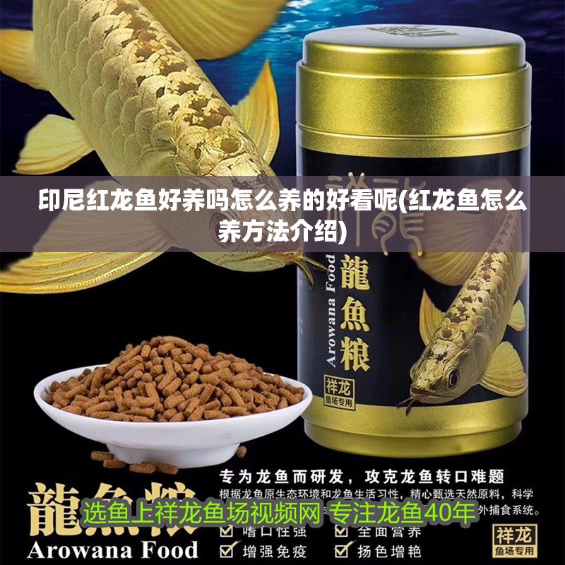 印尼紅龍魚好養嗎怎么養的好看呢(紅龍魚怎么養方法介紹)