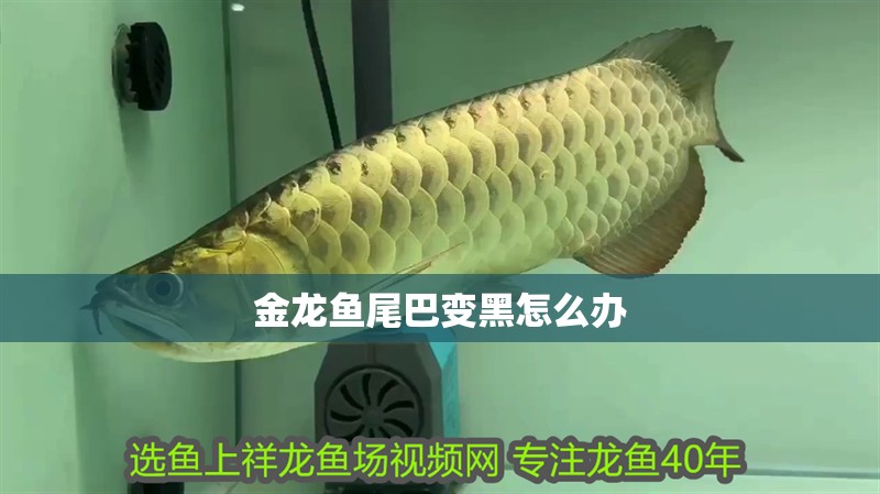 金龍魚尾巴變黑怎么辦