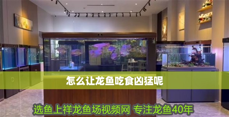 怎么讓龍魚吃食兇猛呢