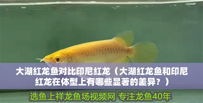 大湖紅龍魚(yú)對(duì)比印尼紅龍（大湖紅龍魚(yú)和印尼紅龍?jiān)隗w型上有哪些顯著的差異？）