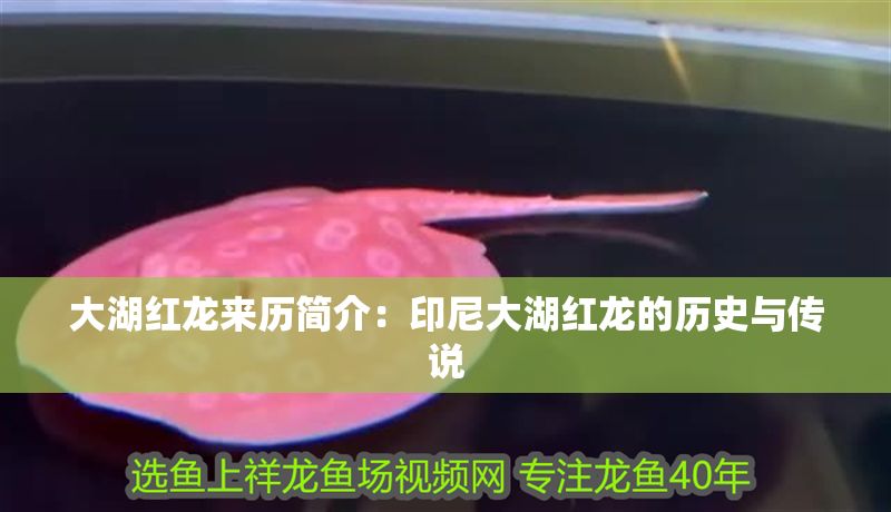 大湖紅龍來歷簡介：印尼大湖紅龍的歷史與傳說