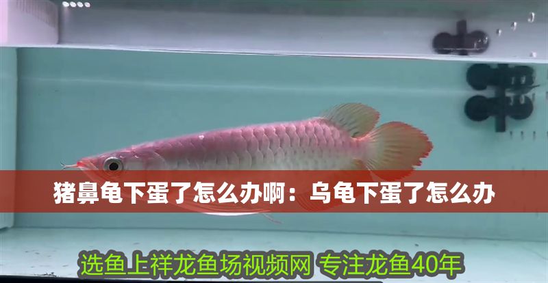 豬鼻龜下蛋了怎么辦啊：烏龜下蛋了怎么辦