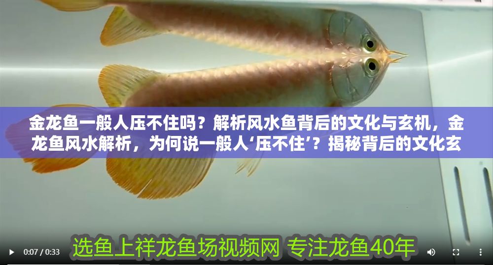 金龍魚一般人壓不住嗎？解析風(fēng)水魚背后的文化與玄機(jī)，金龍魚風(fēng)水解析，為何說(shuō)一般人‘壓不住’？揭秘背后的文化玄機(jī)
