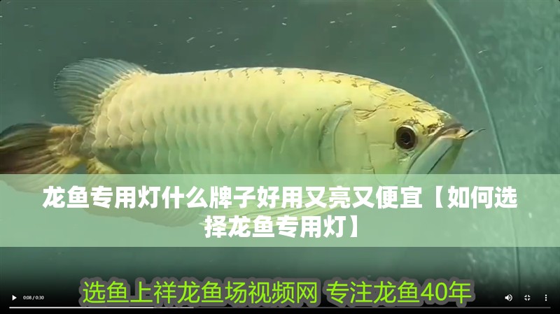 龍魚專用燈什么牌子好用又亮又便宜【如何選擇龍魚專用燈】