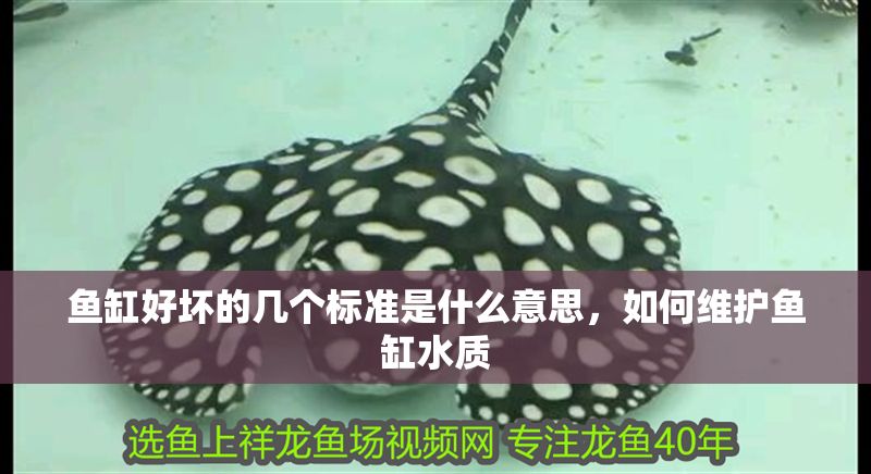 魚缸好壞的幾個標(biāo)準(zhǔn)是什么意思，如何維護(hù)魚缸水質(zhì) 魚缸好壞的幾個標(biāo)準(zhǔn)是什么意思，如何維護(hù)魚缸水質(zhì) 魚缸百科 第2張