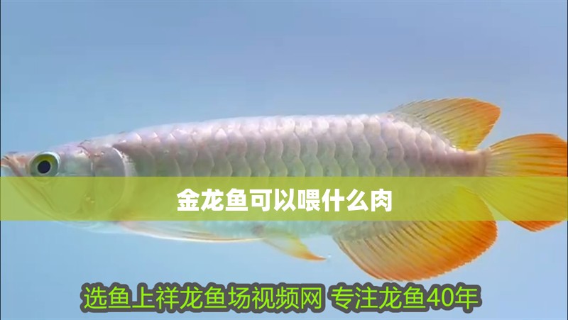金龍魚(yú)可以喂什么肉