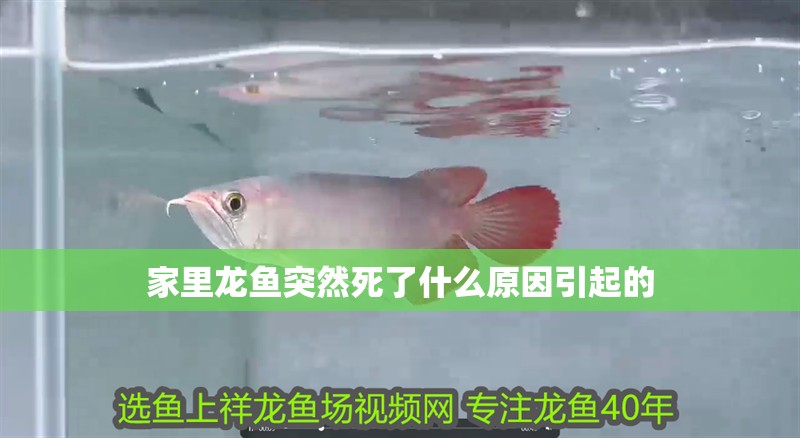 家里龍魚突然死了什么原因引起的