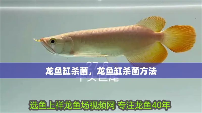 龍魚缸殺菌，龍魚缸殺菌方法
