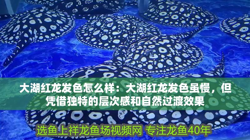 大湖紅龍發色怎么樣：大湖紅龍發色雖慢，但憑借獨特的層次感和自然過渡效果