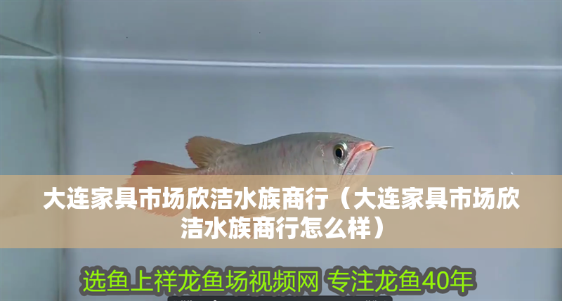大連家具市場欣潔水族商行（大連家具市場欣潔水族商行怎么樣）