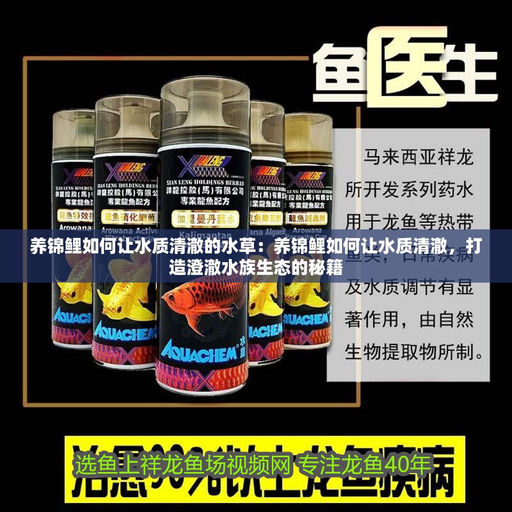養錦鯉如何讓水質清澈的水草：養錦鯉如何讓水質清澈，打造澄澈水族生態的秘籍