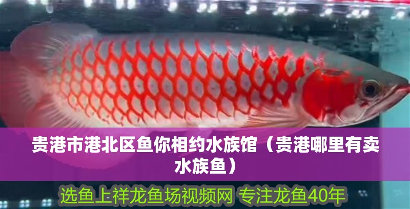 貴港市港北區魚你相約水族館（貴港哪里有賣水族魚）
