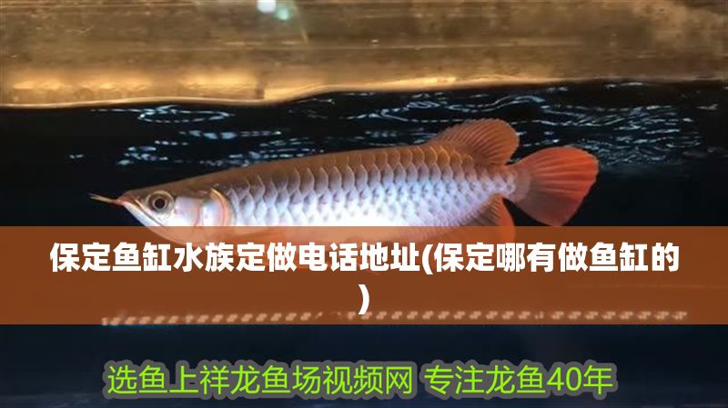 保定魚缸水族定做電話地址(保定哪有做魚缸的)
