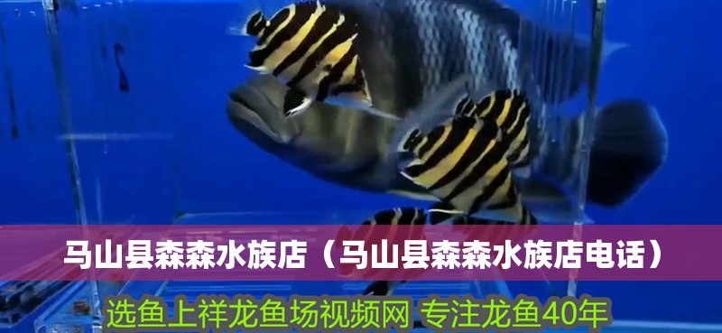 馬山縣森森水族店（馬山縣森森水族店電話）