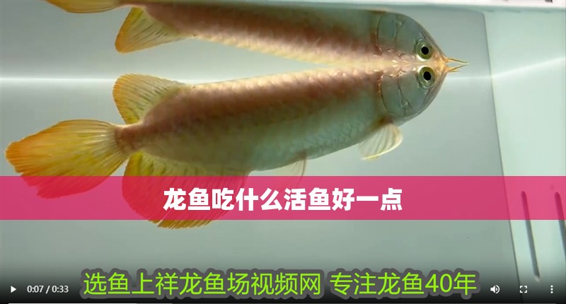 龍魚吃什么活魚好一點