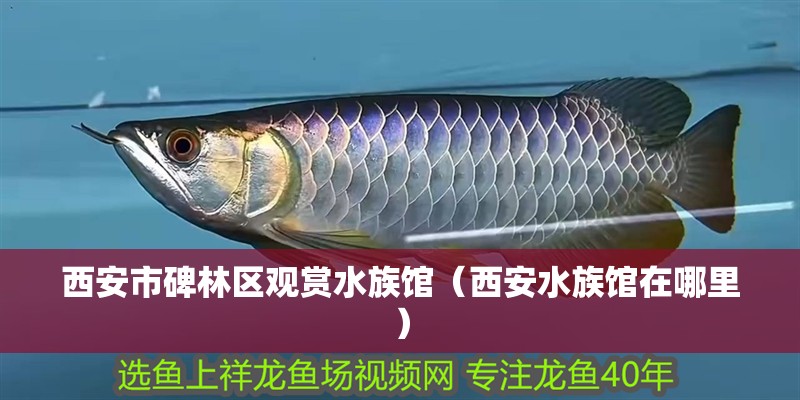 西安市碑林區觀賞水族館（西安水族館在哪里）